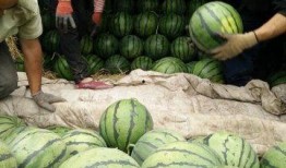 山东吃瓜最新事件网红,揭秘最新事件背后的真相与争议