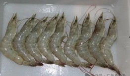 南美大白虾爆料视频下载,视频爆料背后的养殖秘密