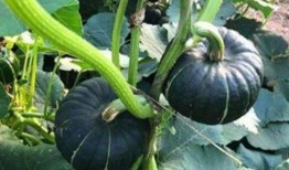 网红qw吃瓜,揭秘娱乐圈幕后真相