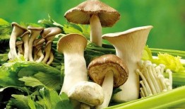 蘑菇视频爆料吃瓜,吃瓜群众热议幕后真相