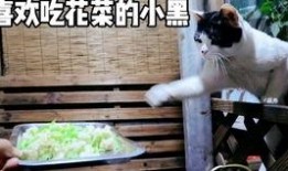 主播爆料山羊生病了视频,主播紧急关注