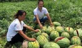 临夏网红吃瓜事件,揭秘网络舆论背后的真相与争议