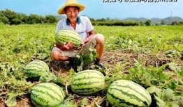 帝王路 吃瓜人免费,吃瓜人视角下的权谋风云