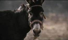 大驴影视爆料视频,揭秘热门影视幕后故事