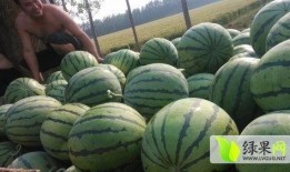 山东吃瓜最新事件网红,揭秘最新事件背后的真相与争议