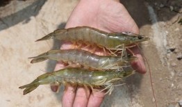 南美大白虾爆料视频下载,视频爆料背后的养殖秘密