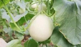 临夏网红吃瓜事件,揭秘网络舆论背后的真相与争议