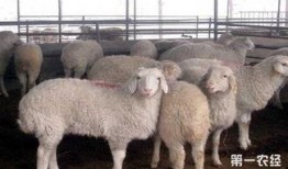 主播爆料山羊生病了视频,主播紧急关注