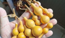 葫芦最新爆料,揭秘神秘事件背后的惊人真相