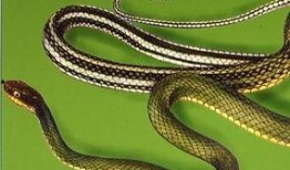 花蛇在线观看视频