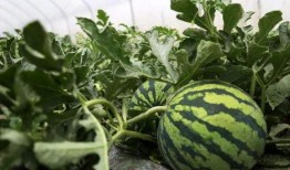 帝王路 吃瓜人免费,吃瓜人视角下的权谋风云