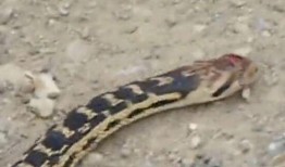 花蛇在线观看视频