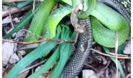 花蛇在线观看视频