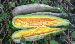 网红qw吃瓜,揭秘娱乐圈幕后真相